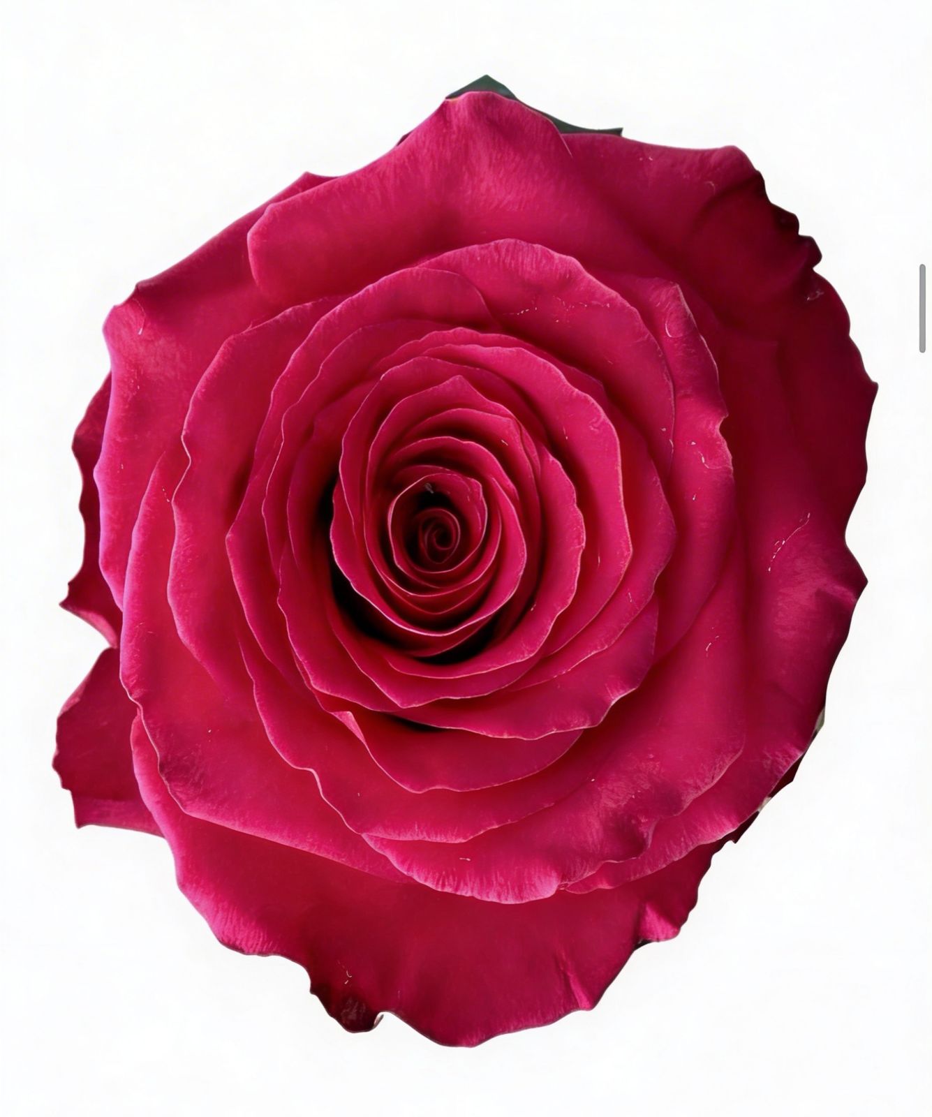 Born Beauty / Hot Pink