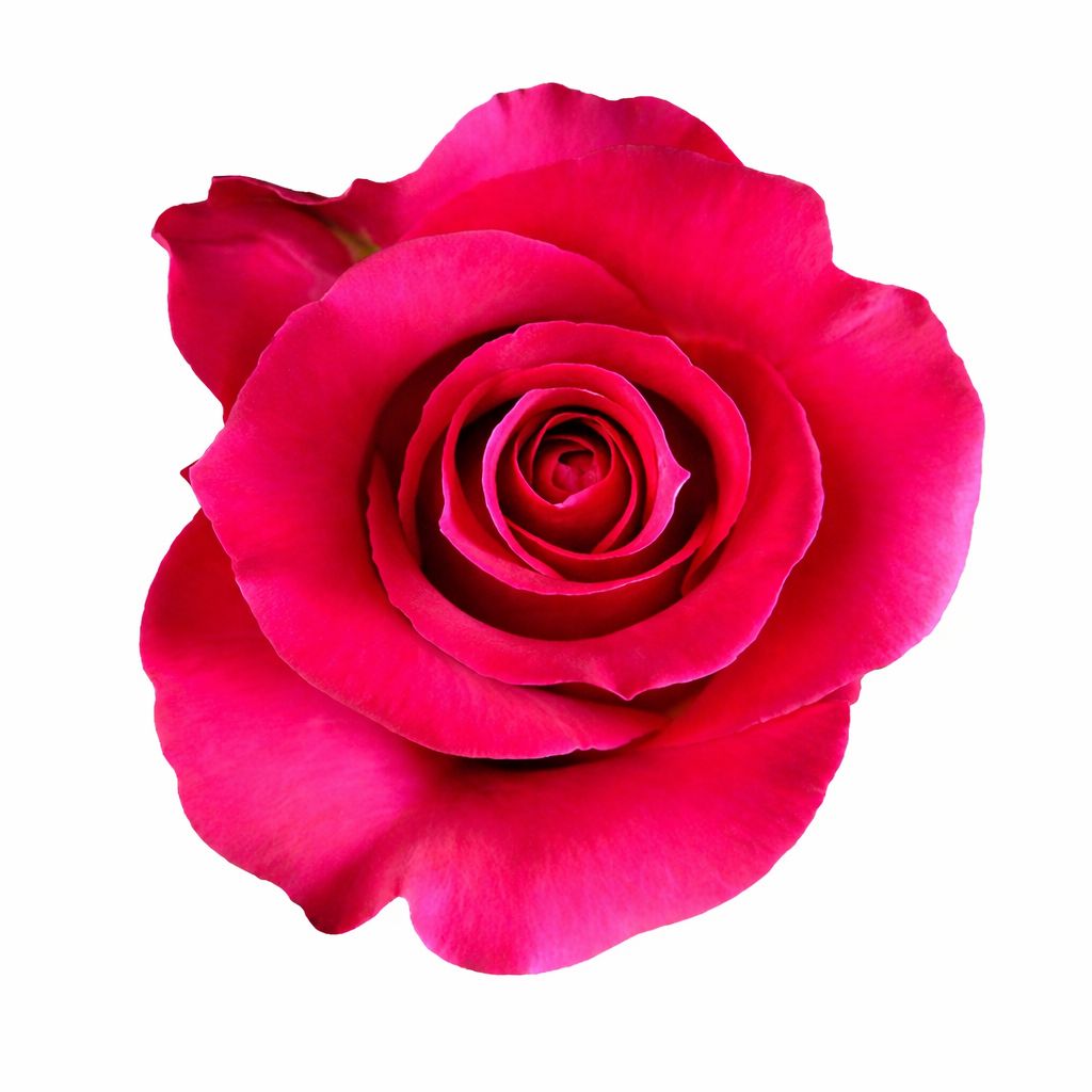 Gotcha / Hot Pink