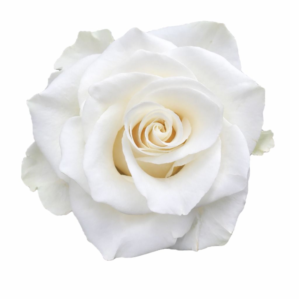 Mia / White