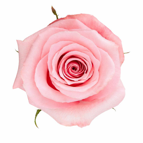 Be Sweet / Light Pink