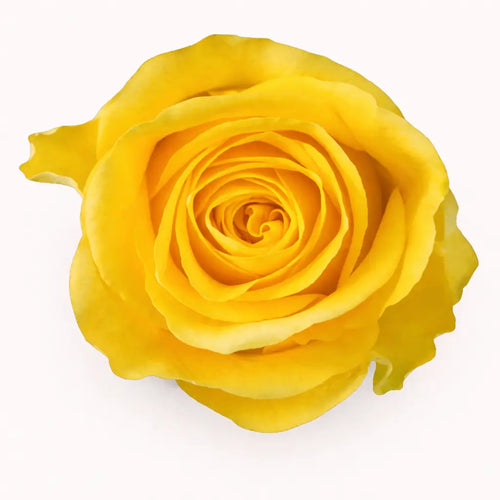 Brighton / Yellow