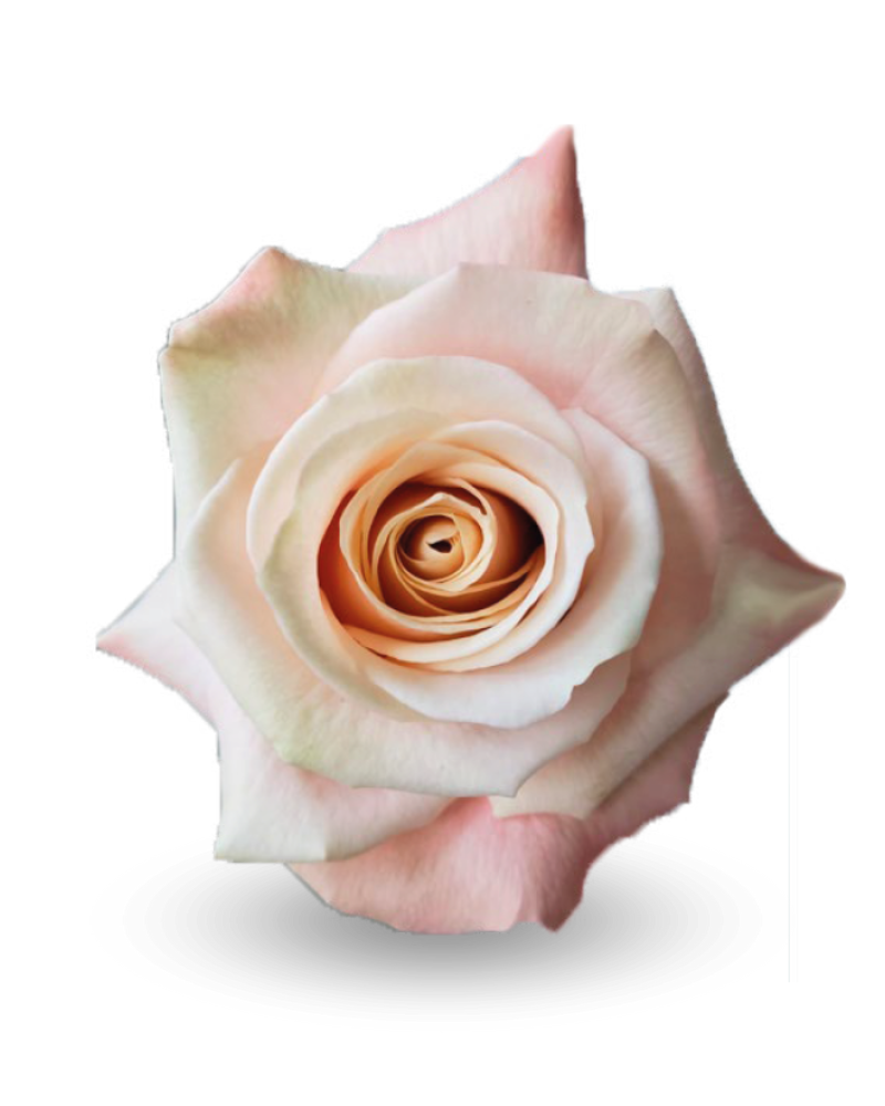 Cleo / Light Pink