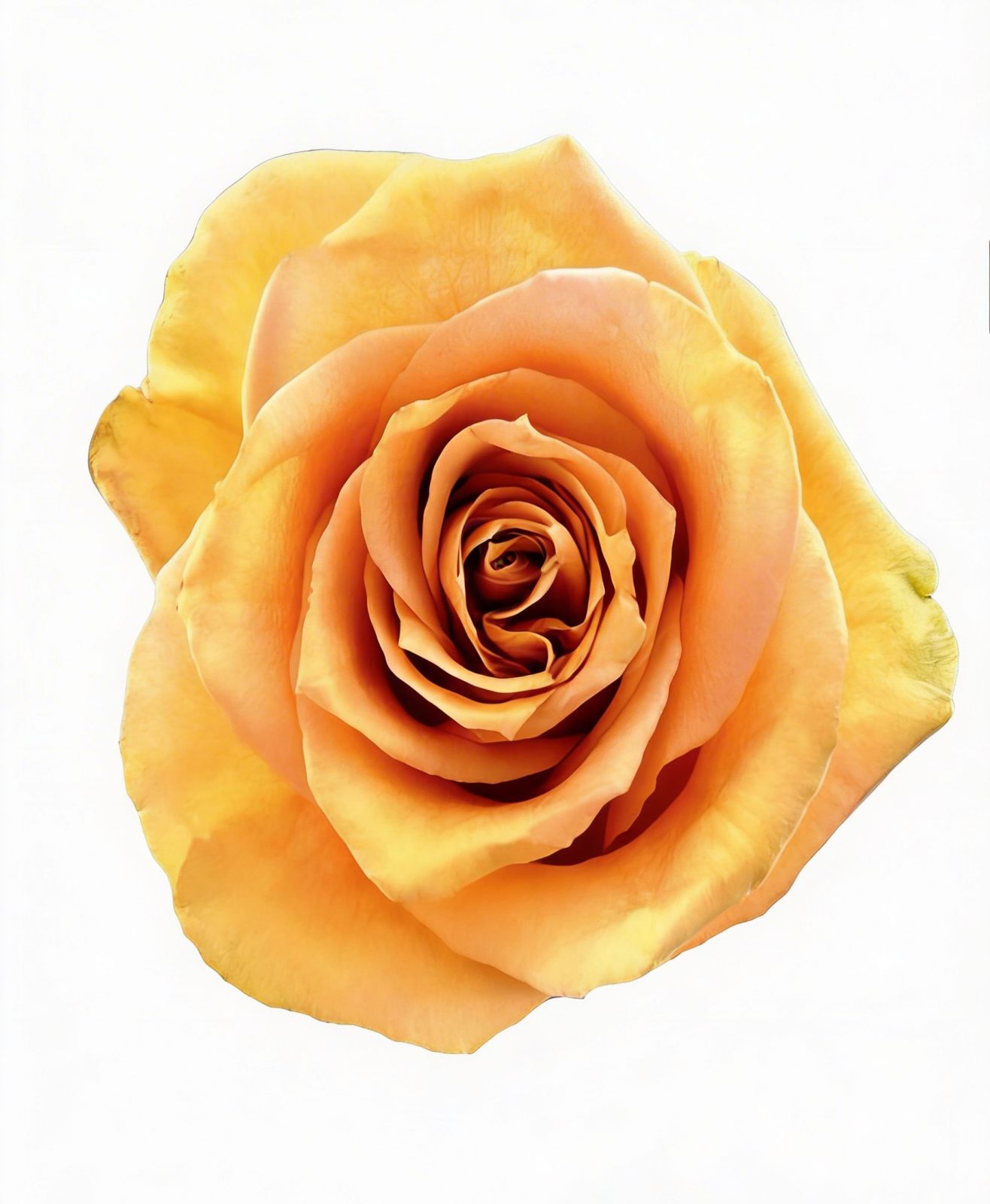 Combo / Yellow