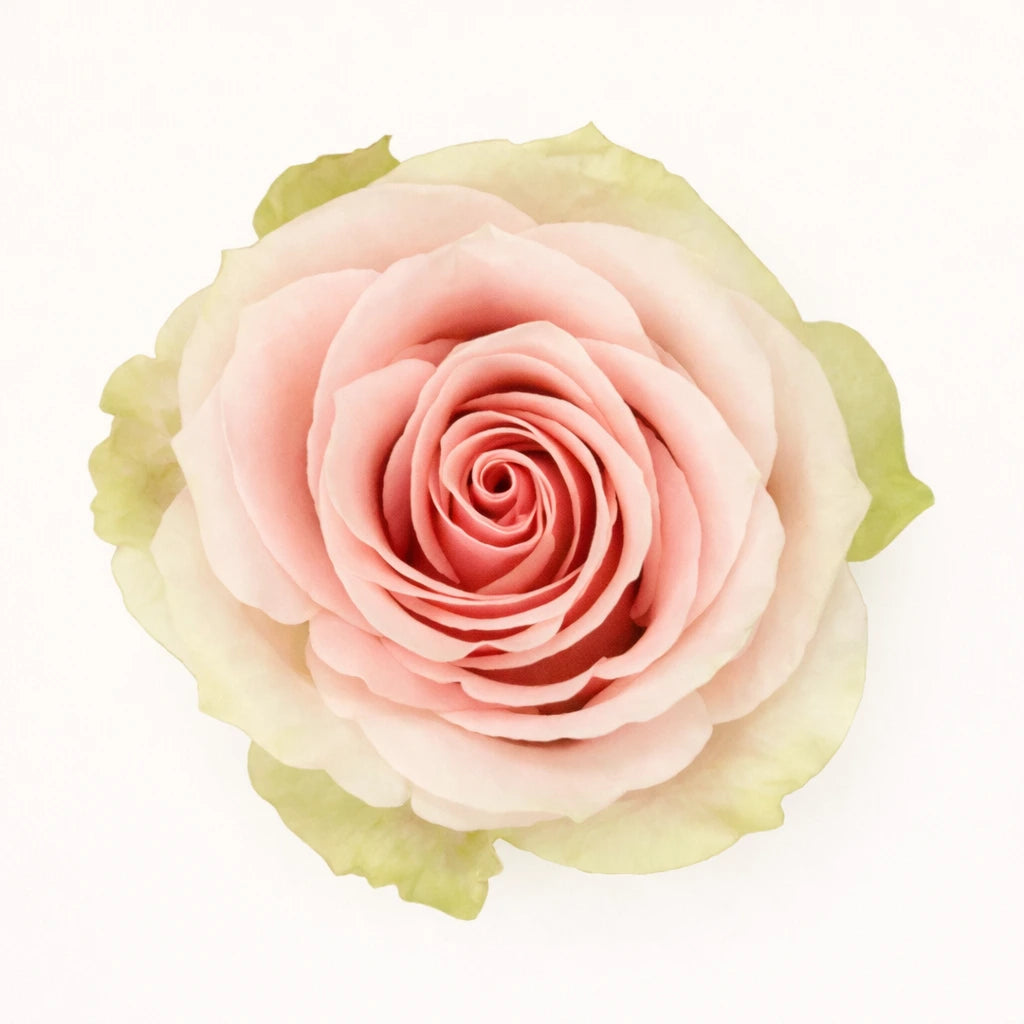Frutteto / Light Pink