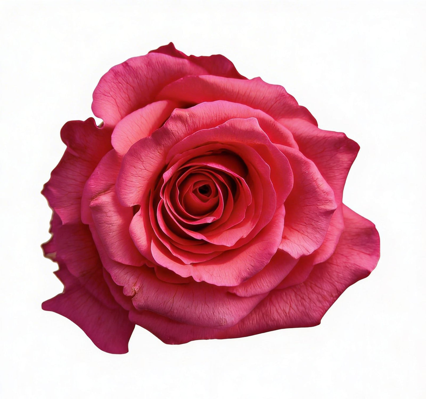Full Monty / Hot Pink