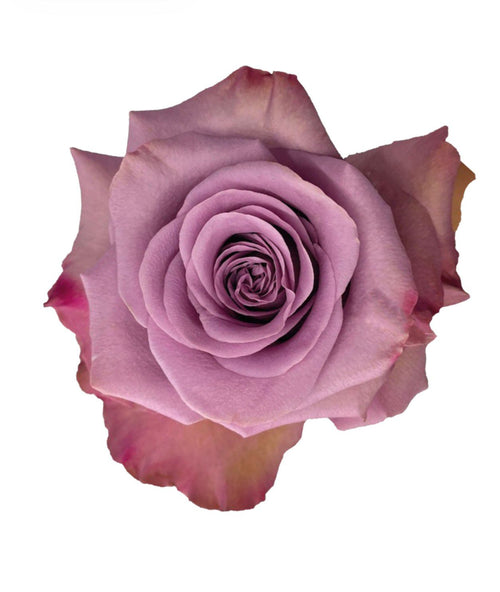 Govinda / Lavender