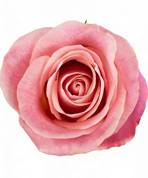 Hermosa / Light Pink