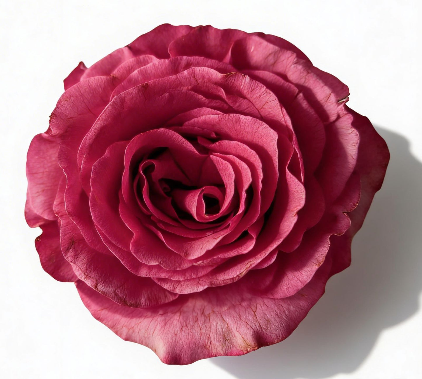 Hot Spot / Hot Pink