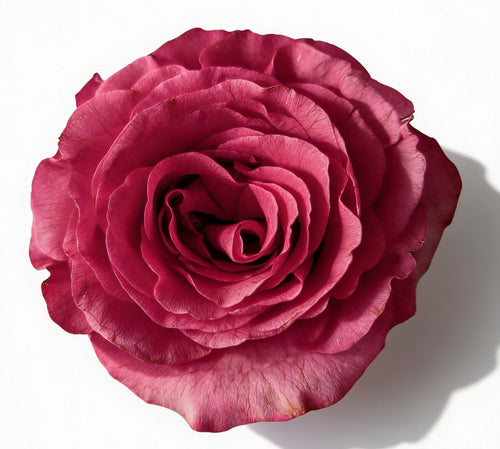 Hot Spot / Hot Pink