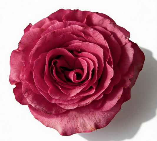 Hot Spot / Hot Pink