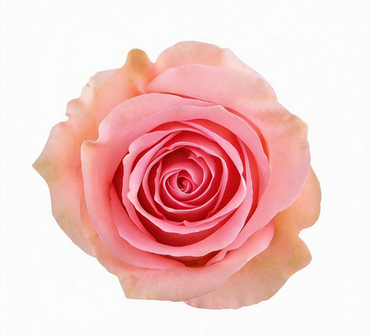Luciano / Light Pink