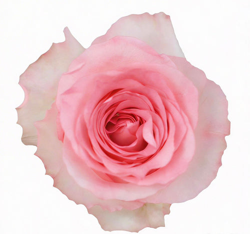 Mandala / Light Pink