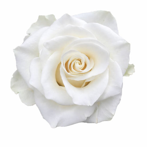 Mia / White