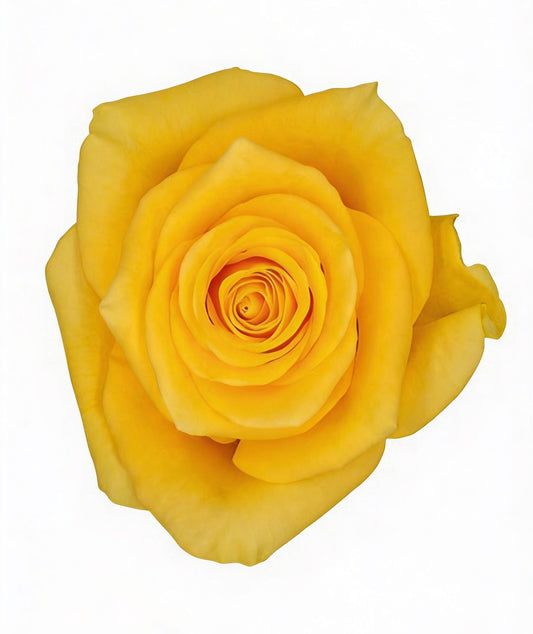 Momentum / Yellow