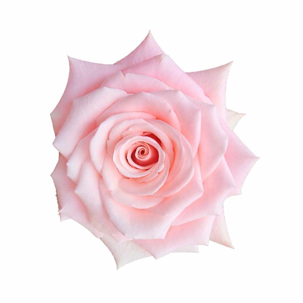 Myla / Light Pink