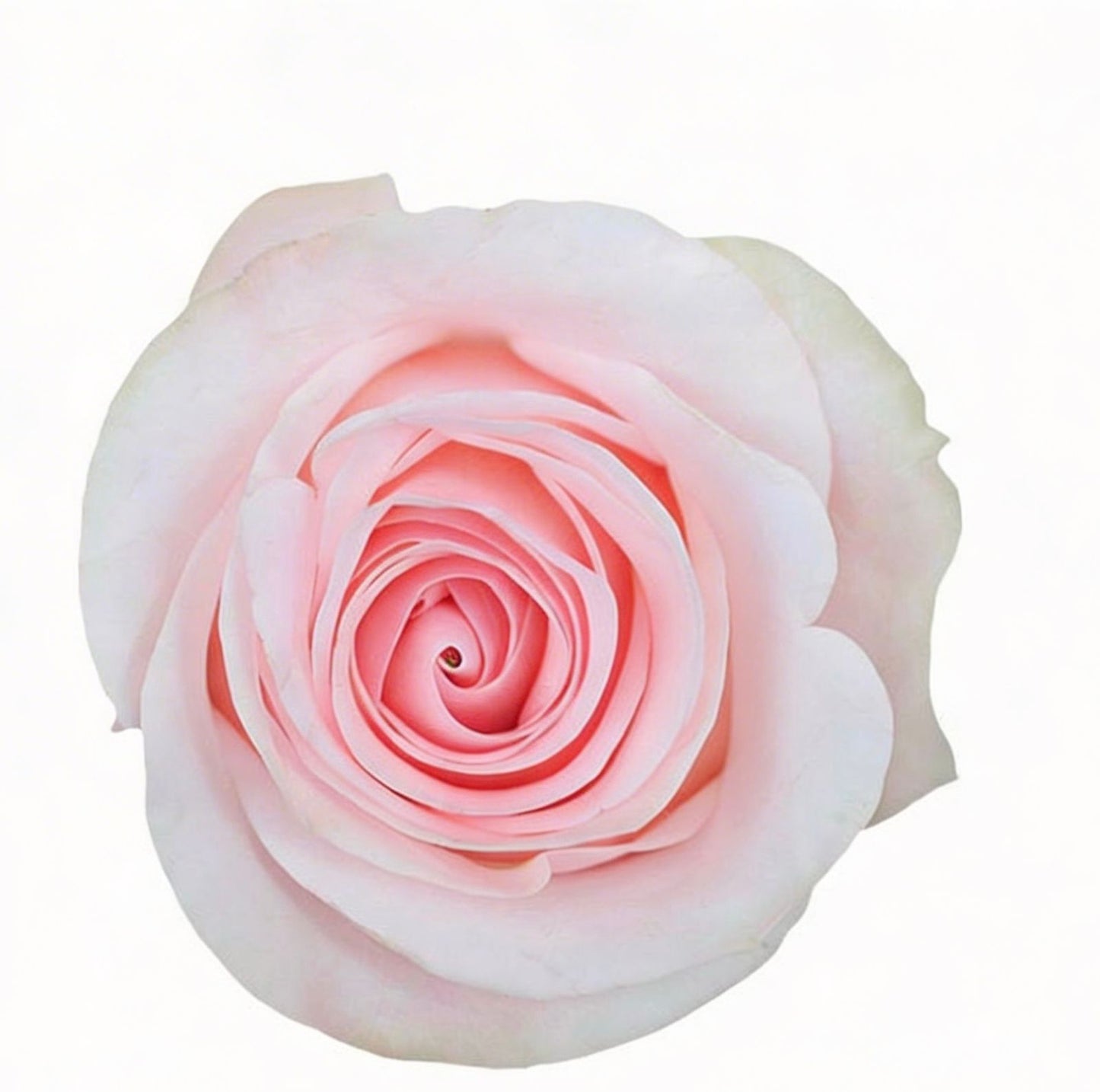 Novia / Light Pink