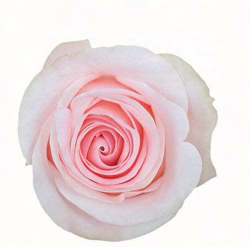 Novia / Light Pink