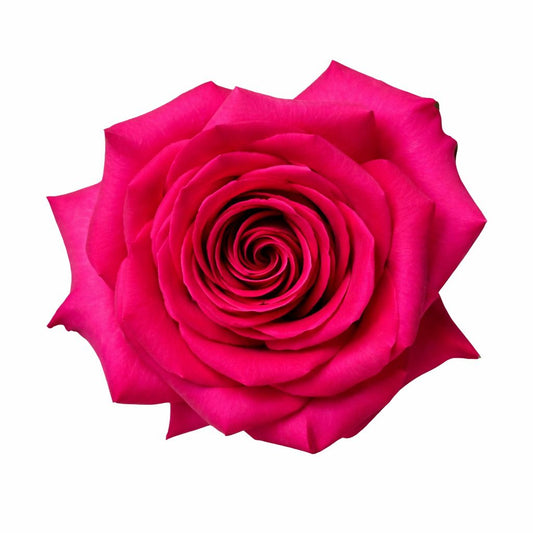 Pink Floyd / Hot Pink