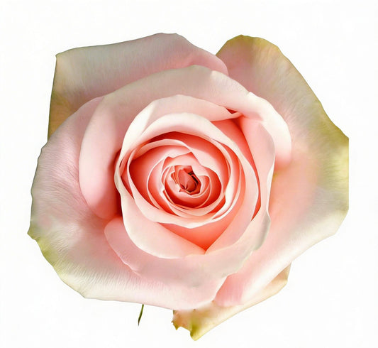 Pomarosa / Light Pink