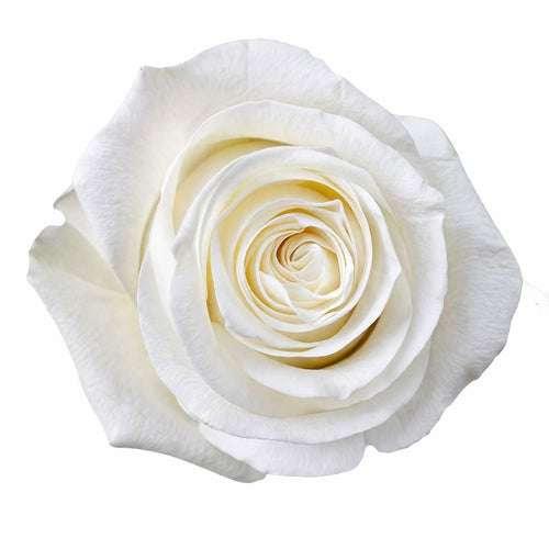 Proud / White