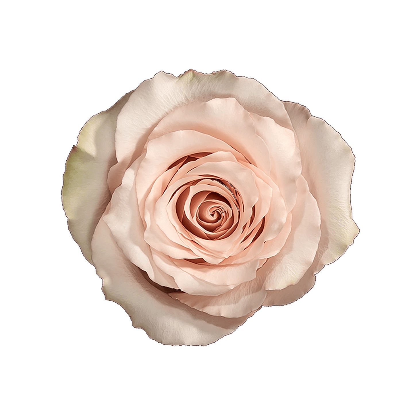 Quicksand / Light Pink