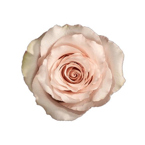 Quicksand / Light Pink