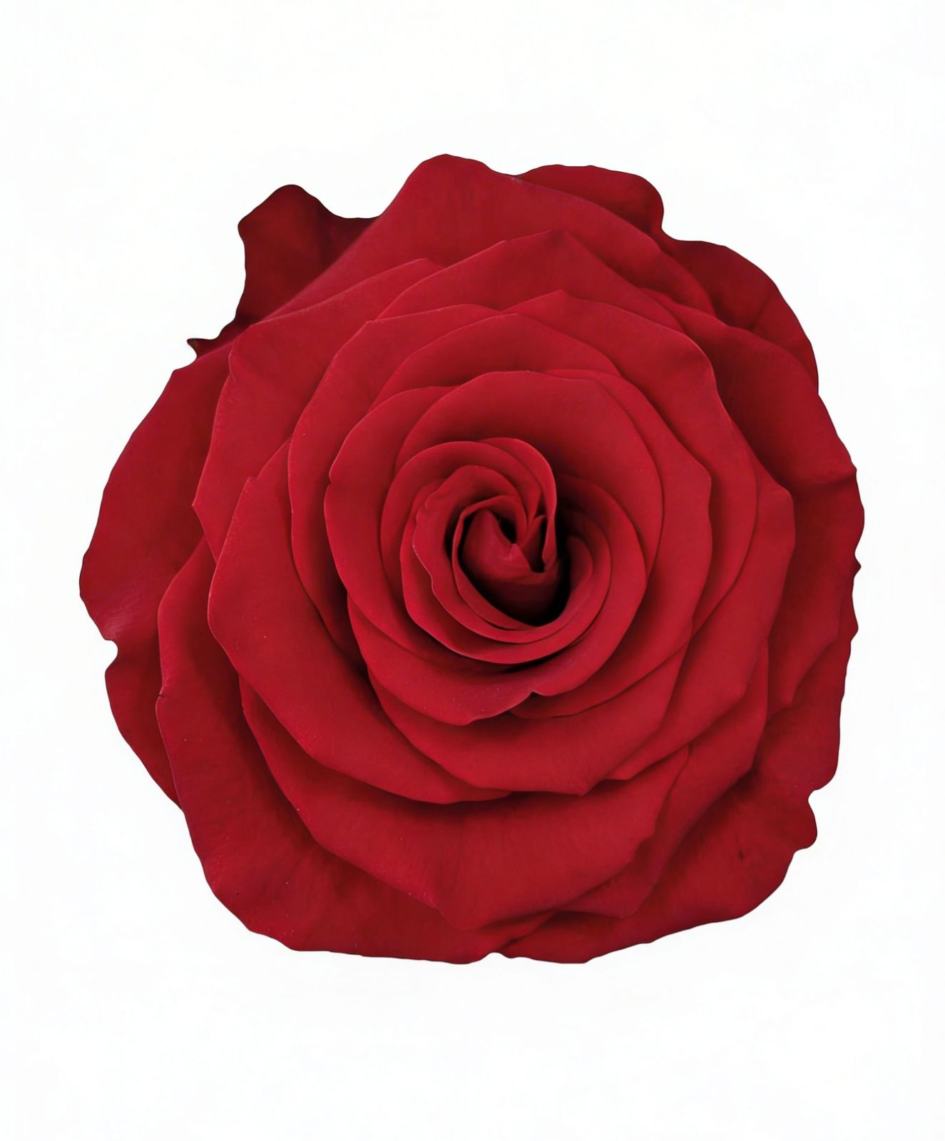 Rediant / Red