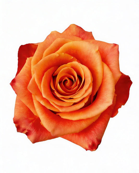 Silantoi / Orange