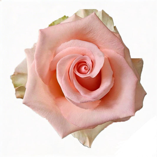Unforgiven / Light Pink