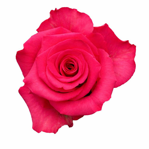 Vi Pink / Hot Pink