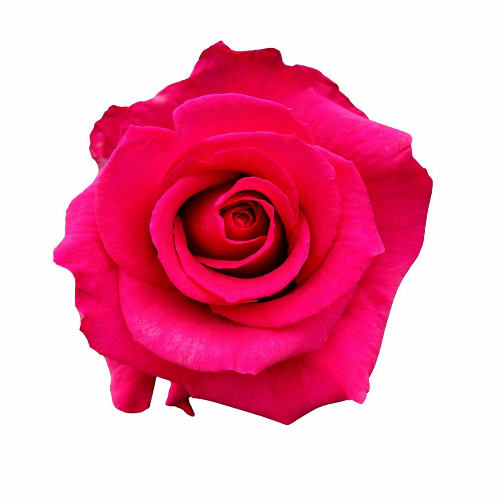 Level Up / Hot Pink