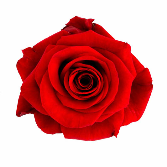 Redvolution / Red