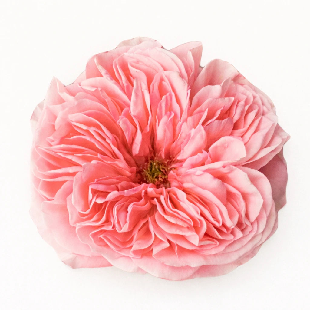 Candy X-Pression / Light Pink